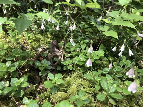 Campaign cover image for "Get to Know Your Plant Friends" Hike