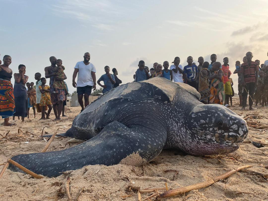 Campaign cover image for Sea Turtle Week Campaign