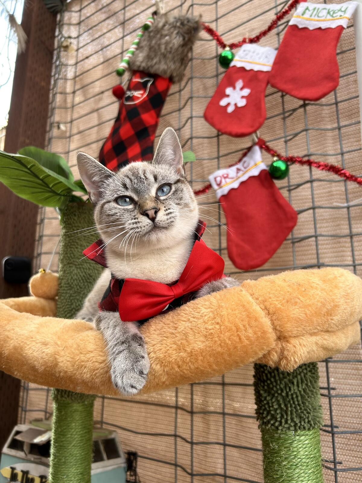 Campaign cover image for 🌟🎄Feliz NaviCAT🎄🐱