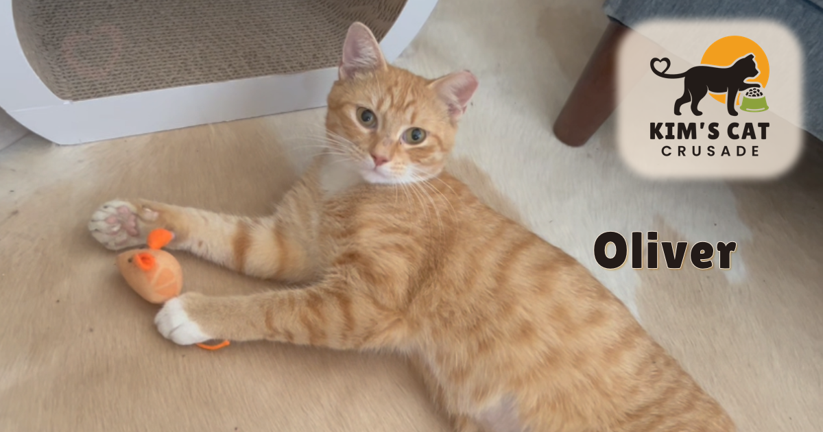 Campaign cover image for Emergency Medical Fund for Community Cats