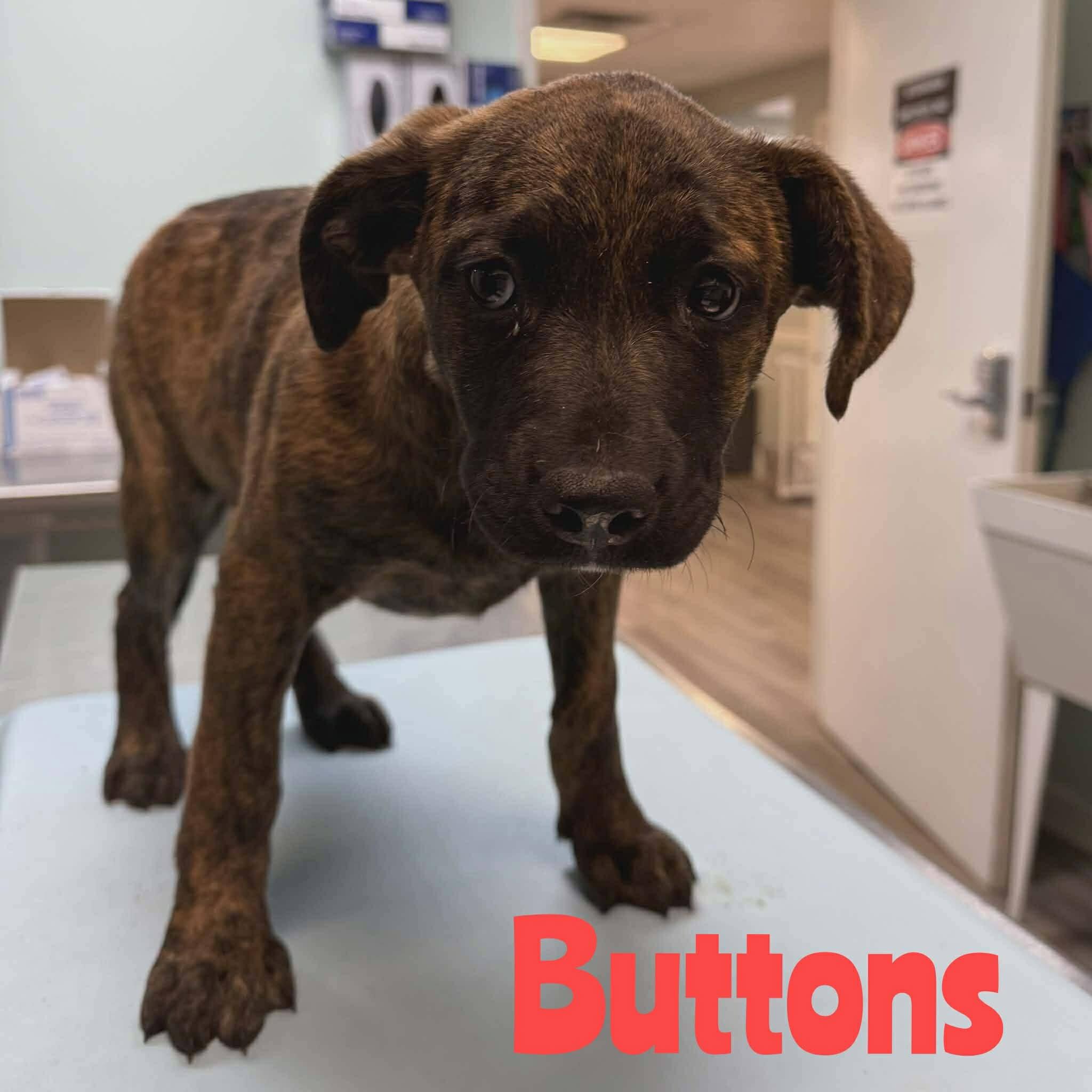 Campaign cover image for Helping save Buttons