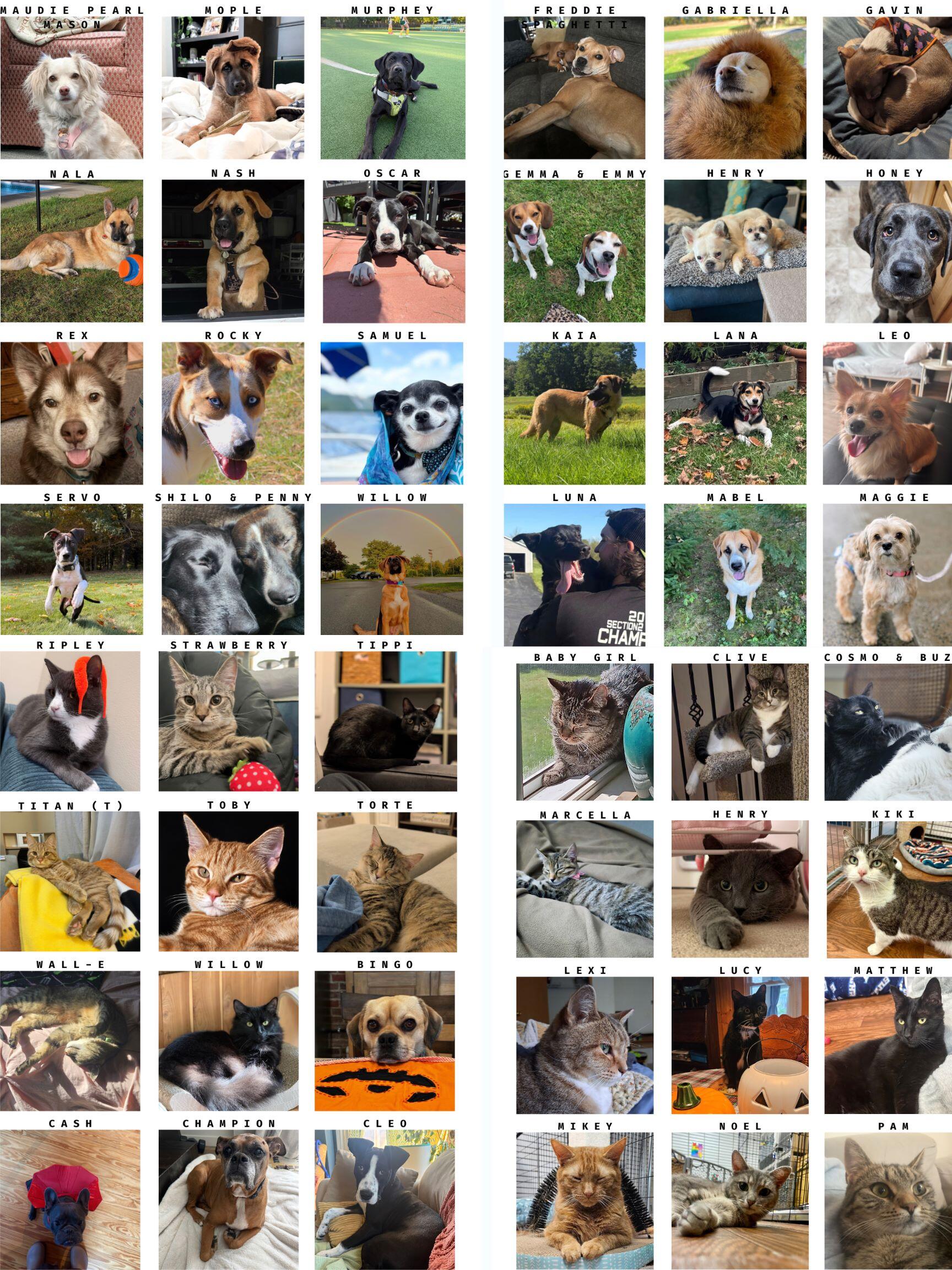 Campaign cover image for Vote for H.O.P.E.'s 2027 Pet Calendar Contest!