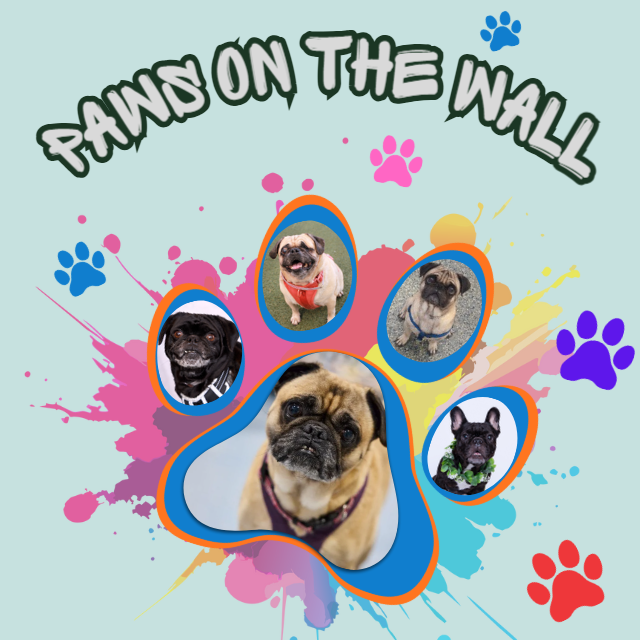 Campaign cover image for Paws on the Wall Adoption Event