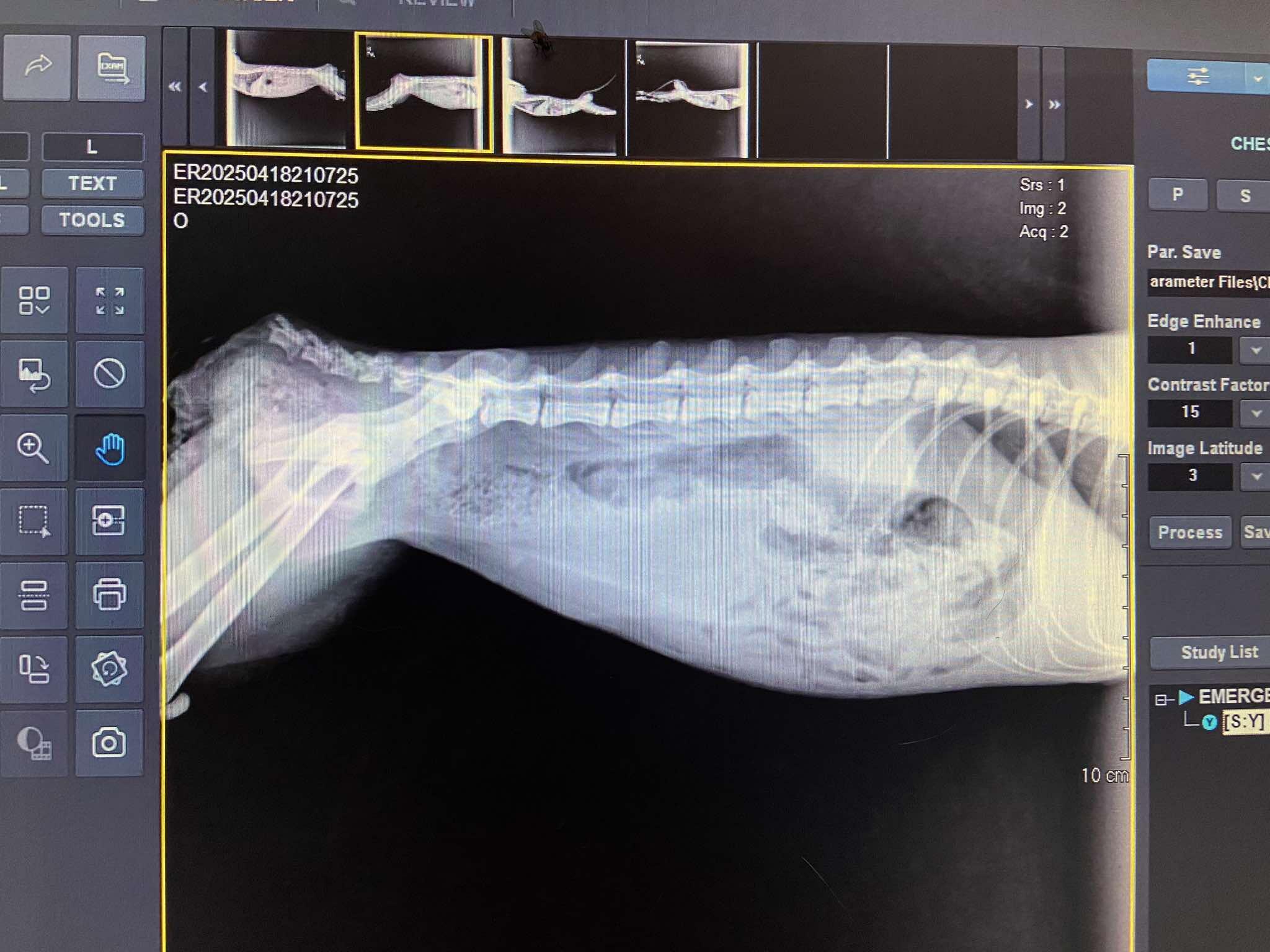 Campaign cover image for Ugrent Surgery Needed For Rose due to Colon Disease