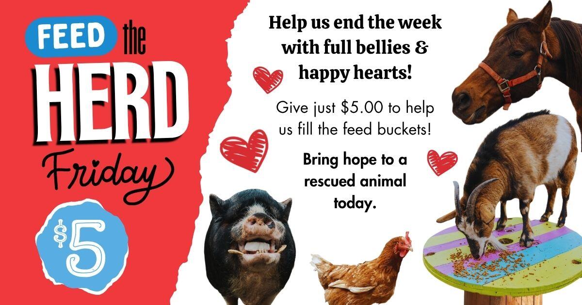 Campaign cover image for Five Dollar Fridays