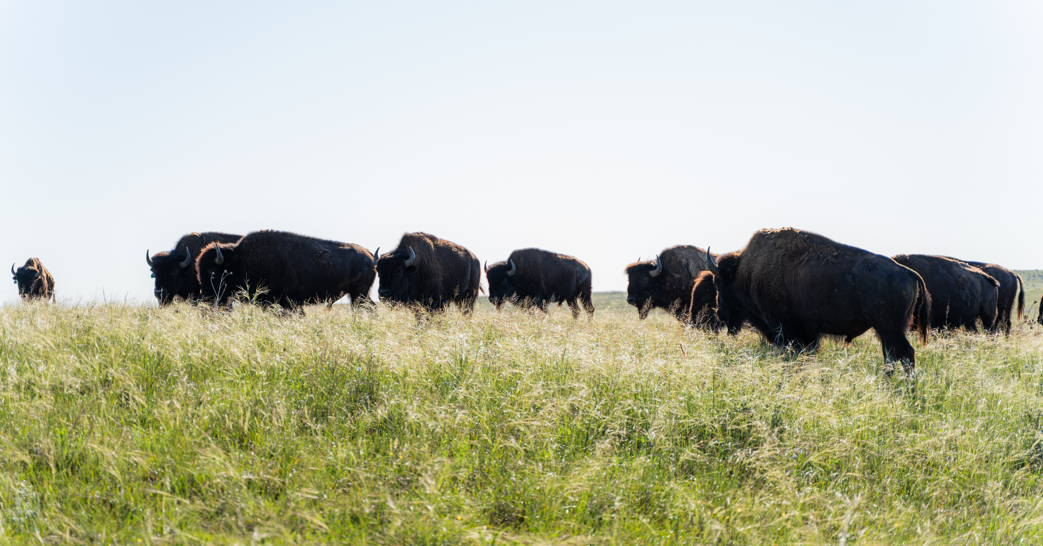 Campaign cover image for Tatanka Trot 2025