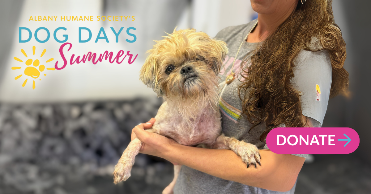 Campaign cover image for Dog Days of Summer '25