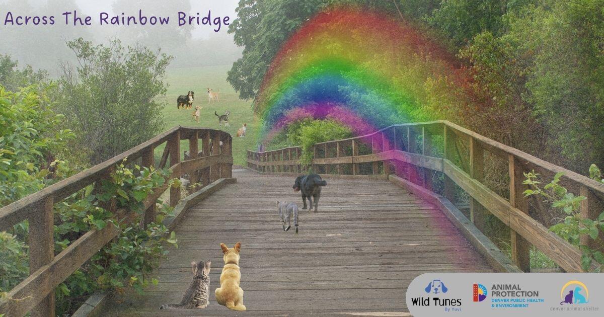 Campaign cover image for Across the Rainbow Bridge Tribute 🌈