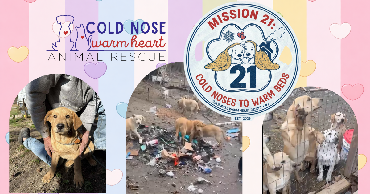 Campaign cover image for Mission 21