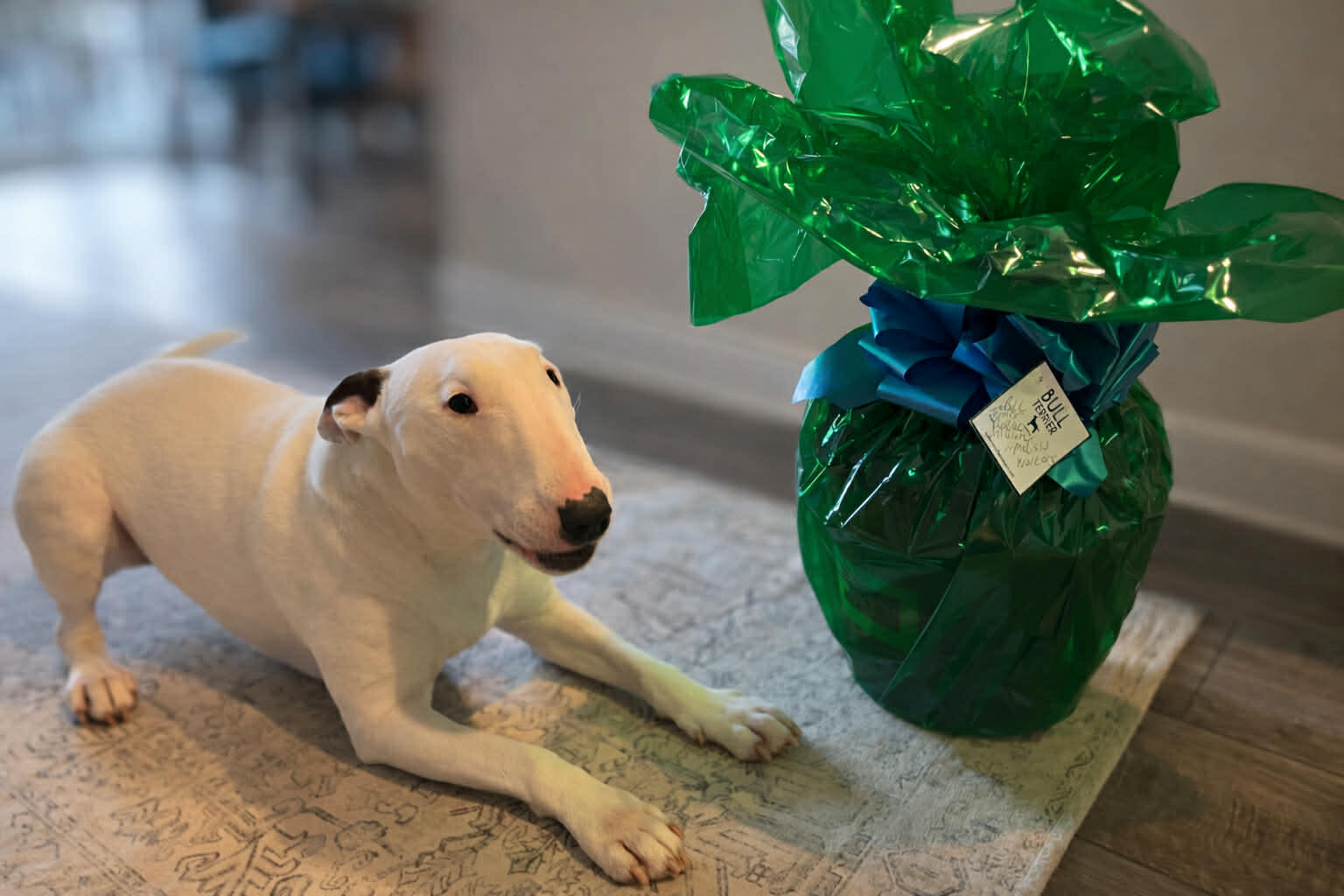 Campaign cover image for Five Dollar Fundraiser for  Senior Girl Surgeries - EZ and Kenzie