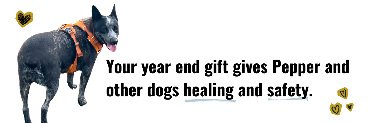 Campaign cover image for Year End Support for Pepper and Other Dogs