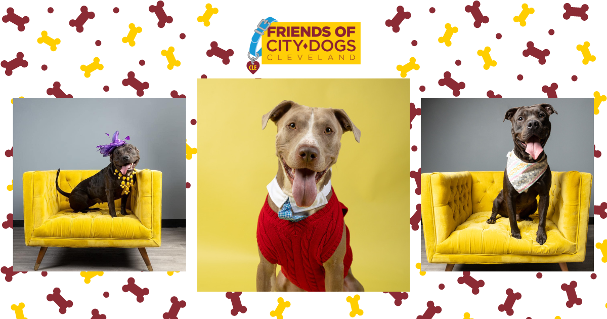 Friends Of CITY DOGS Cleveland 2025 EmbraceCLE Challenge Friends Of CITY DOGS Cleveland 2025 EmbraceCLE Challenge