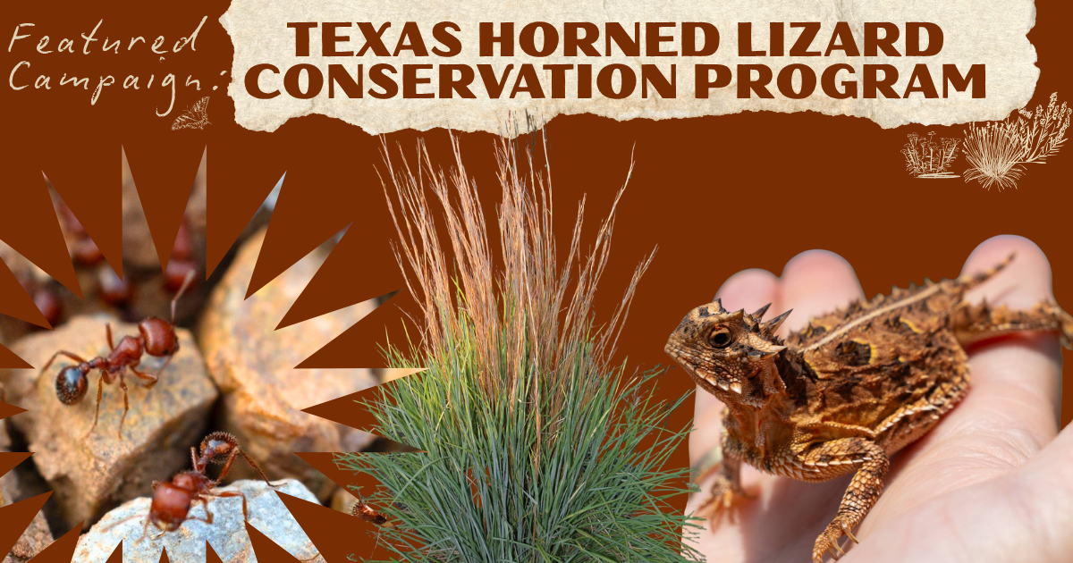 Campaign cover image for Texas Horned Lizard Conservation Program