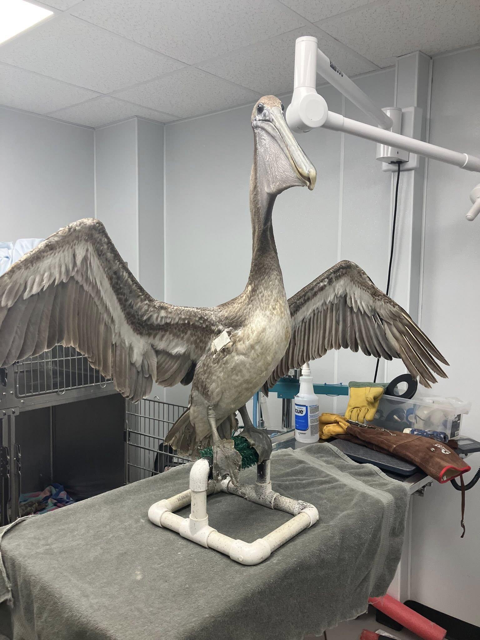 Campaign cover image for General Support - Wildlife Rescue and Rehabilitation