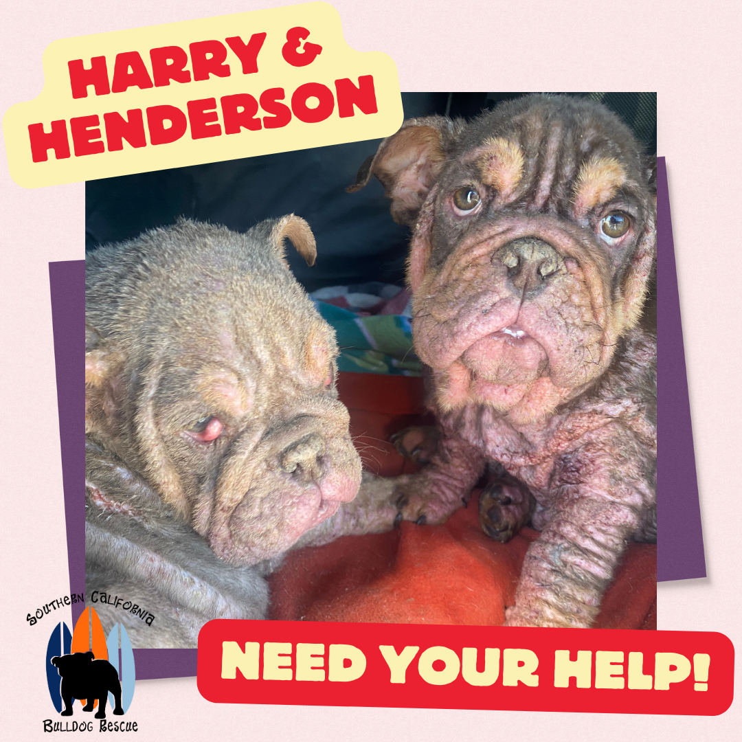 Campaign cover image for Help Harry & Henderson!