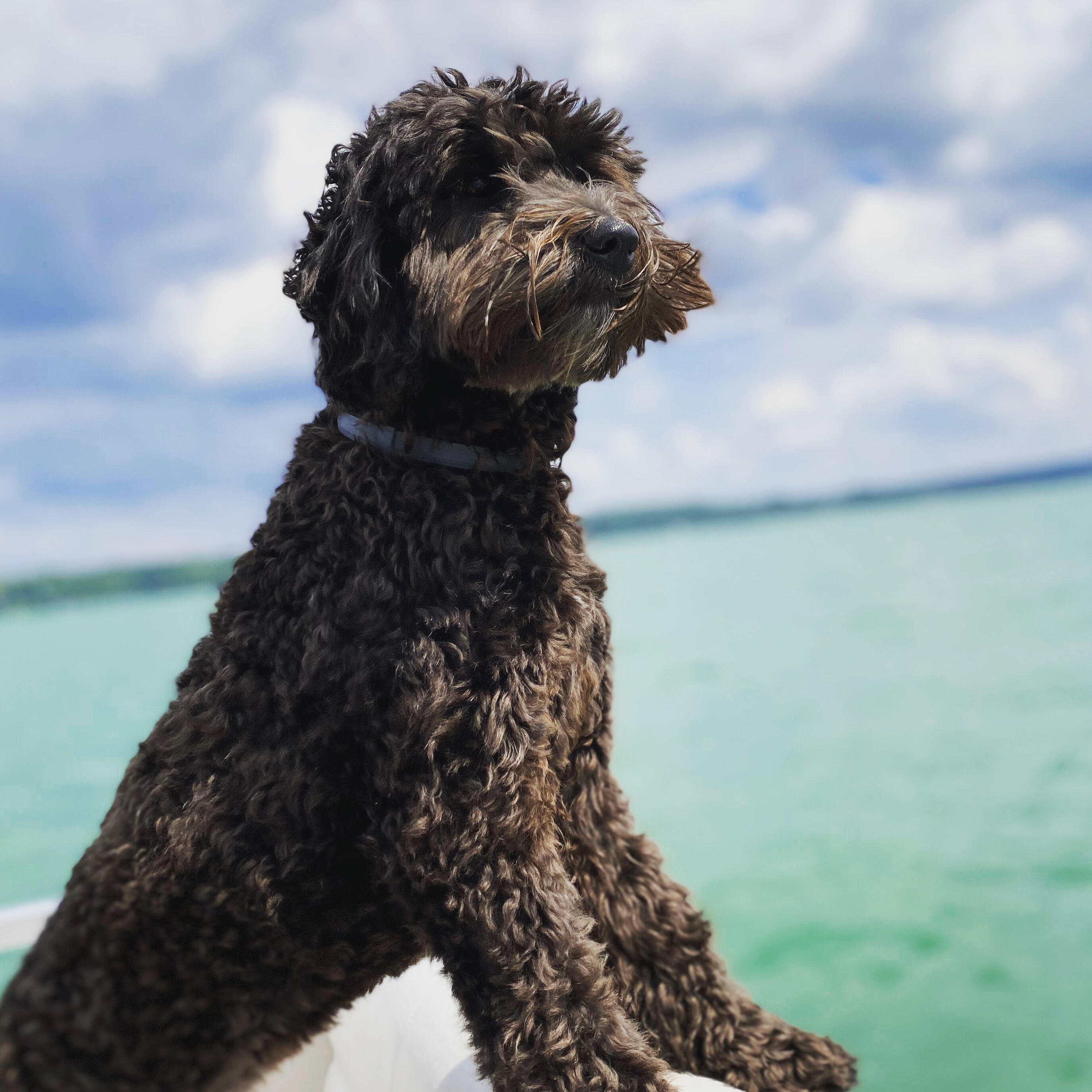 Campaign cover image for Love for Lolo Fundraiser