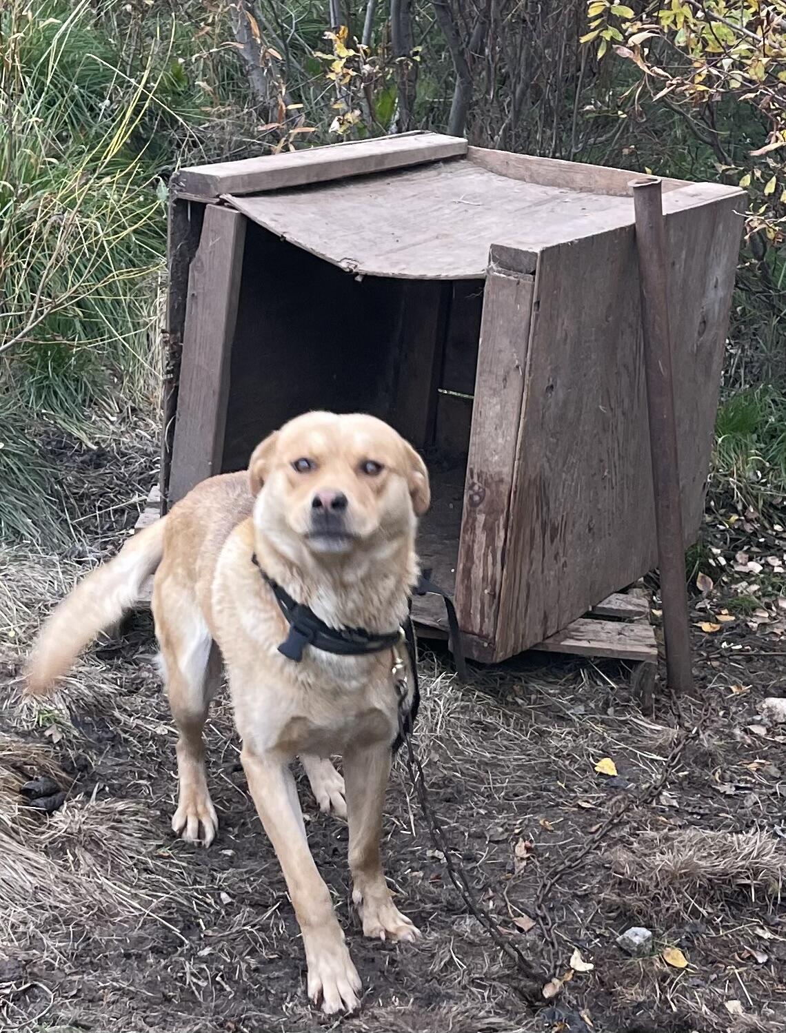 Campaign cover image for SPONSORS NEEDED FOR ZAZU $420