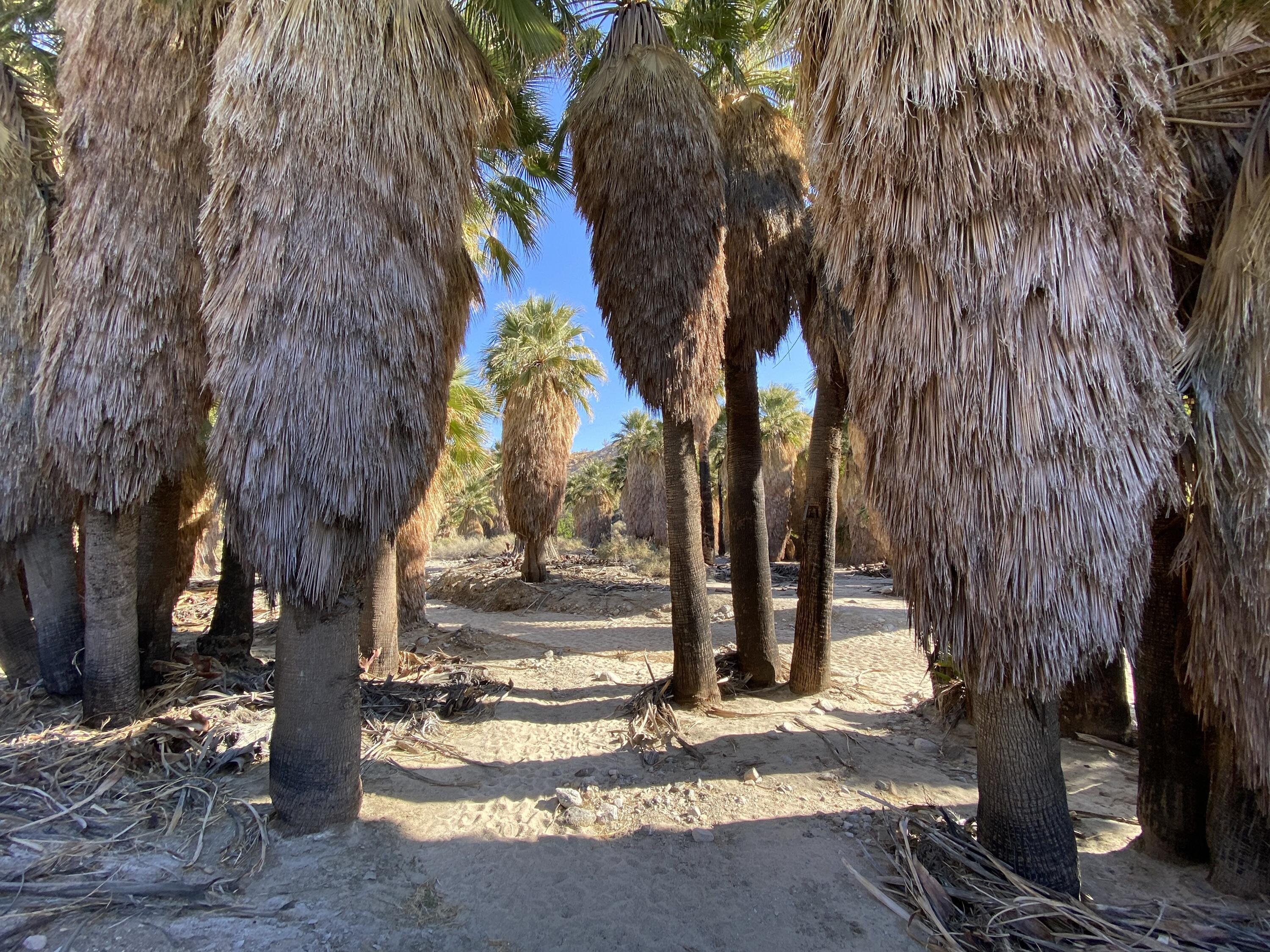 Campaign cover image for 01-16-2026 - Hidden Palms Trail Hike