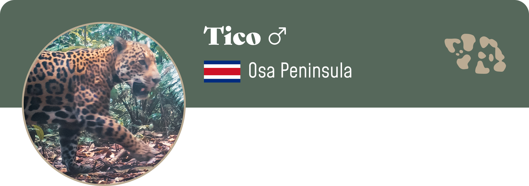 Campaign cover image for Adopt Tico