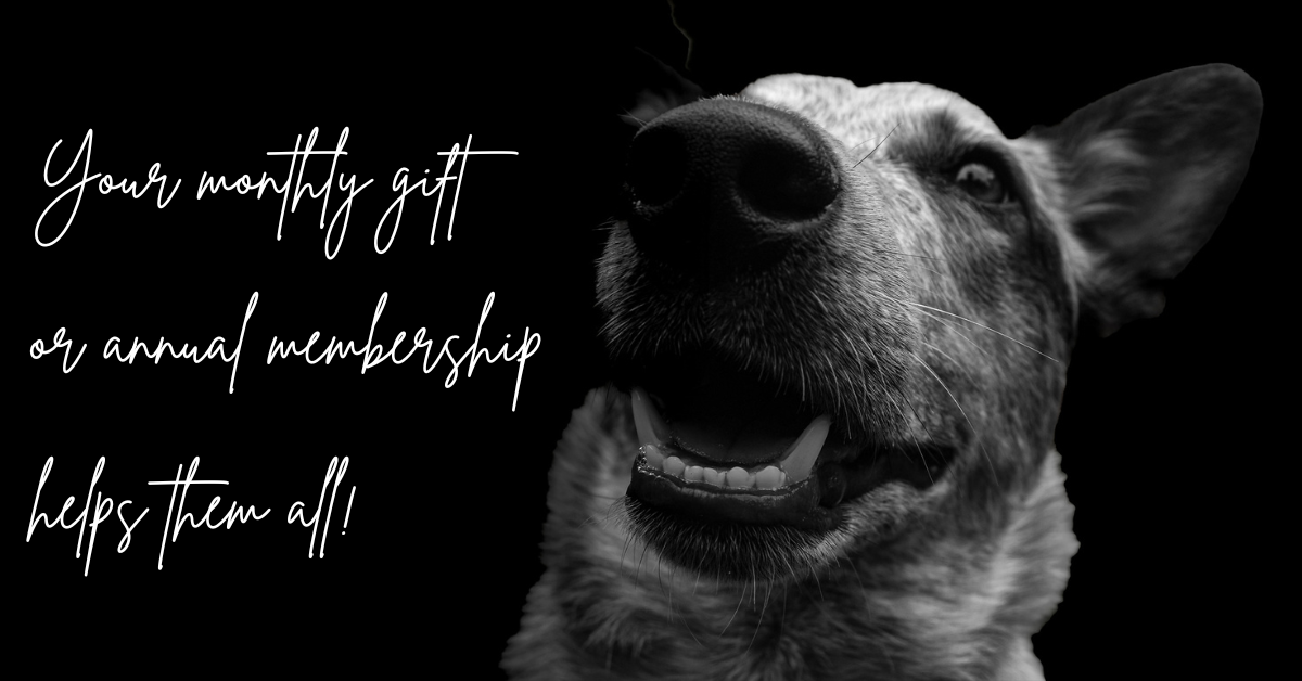 Campaign cover image for WHS Monthly Giving & Membership Program