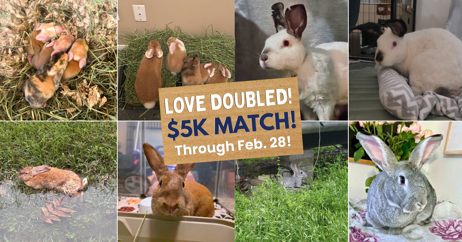 LOVE DOUBLED ♥️ 5K MATCH! | Houston Rabbit Resource