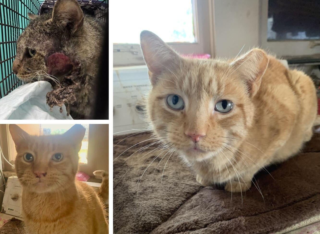 Campaign cover image for URGENT CARE for 2 Community Kitties!!