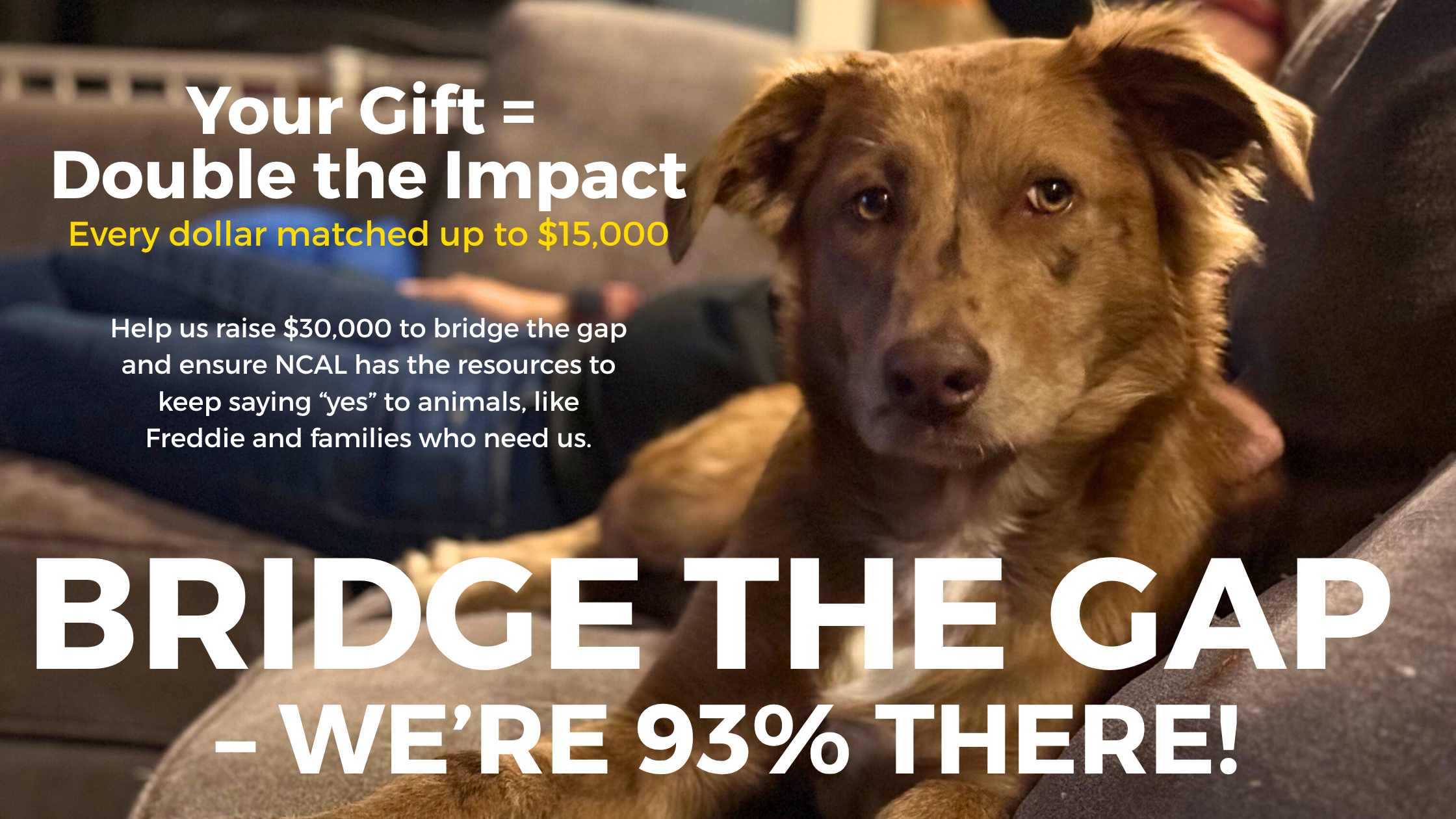 Campaign cover image for Bridge the Gap for Animals in Need