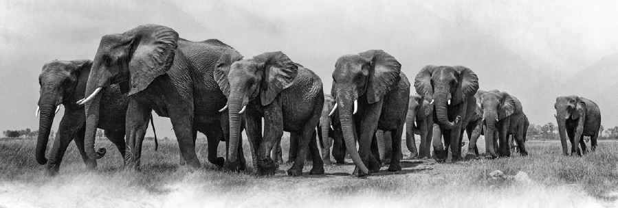 Campaign cover image for A Night in the Wild