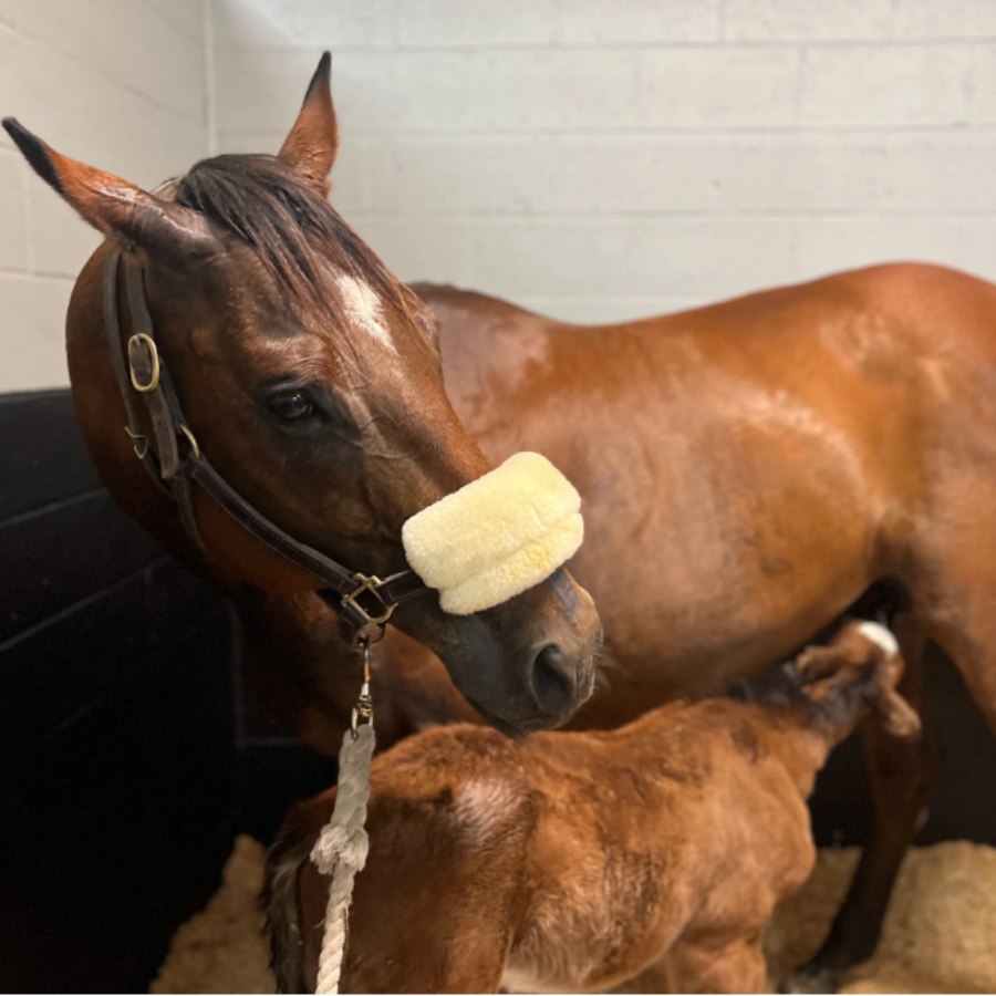 Campaign cover image for Sponsor Lady G