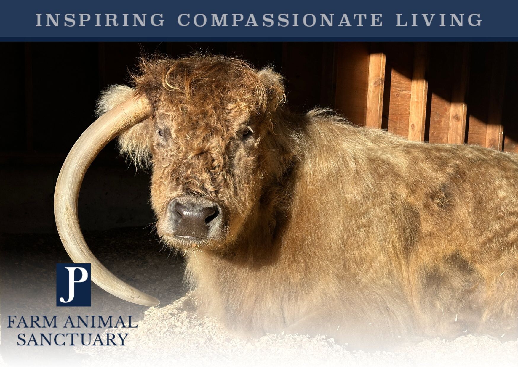 Campaign cover image for JP's Year End Fundraiser 2024