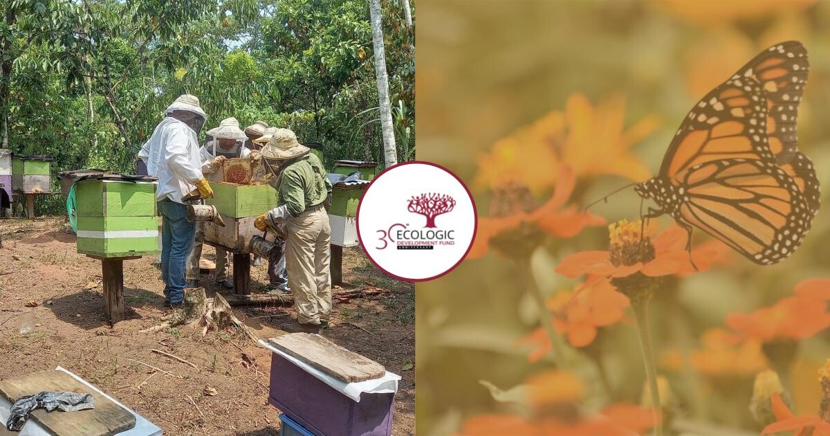 Buzzing for EcoLogic | EcoLogic Development Fund