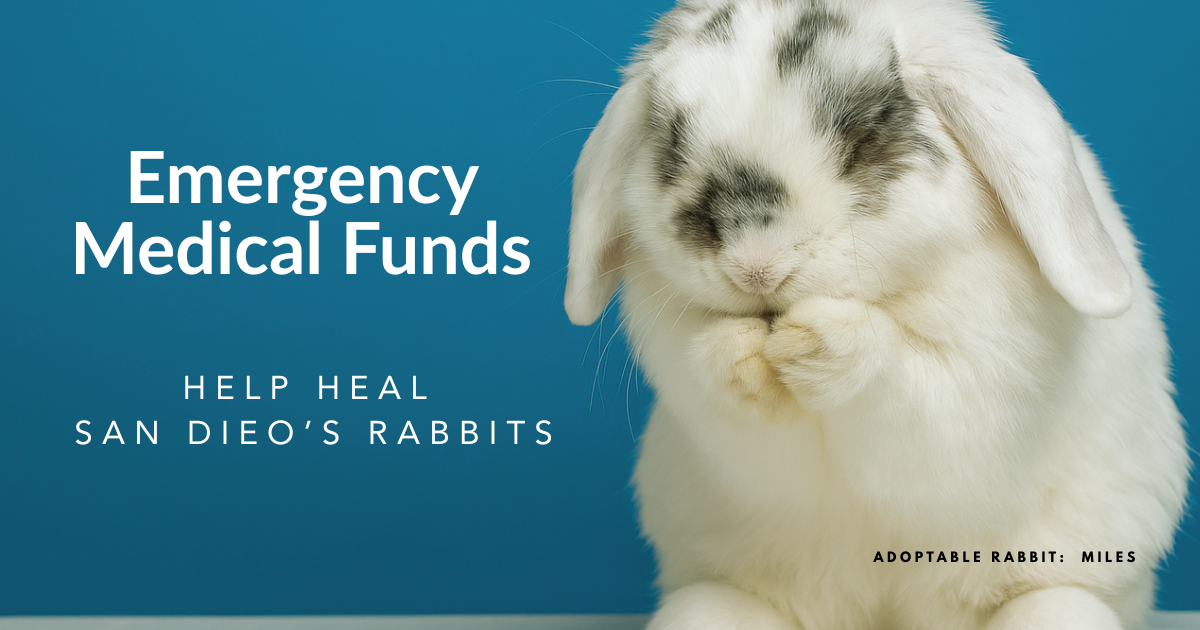 Campaign cover image for Emergency Care for Every Bun in Need