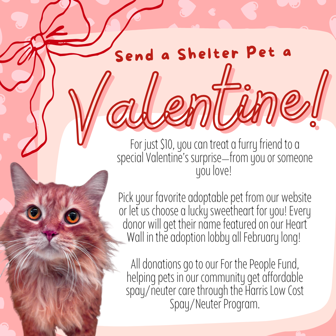 Campaign cover image for Shelter Valentines