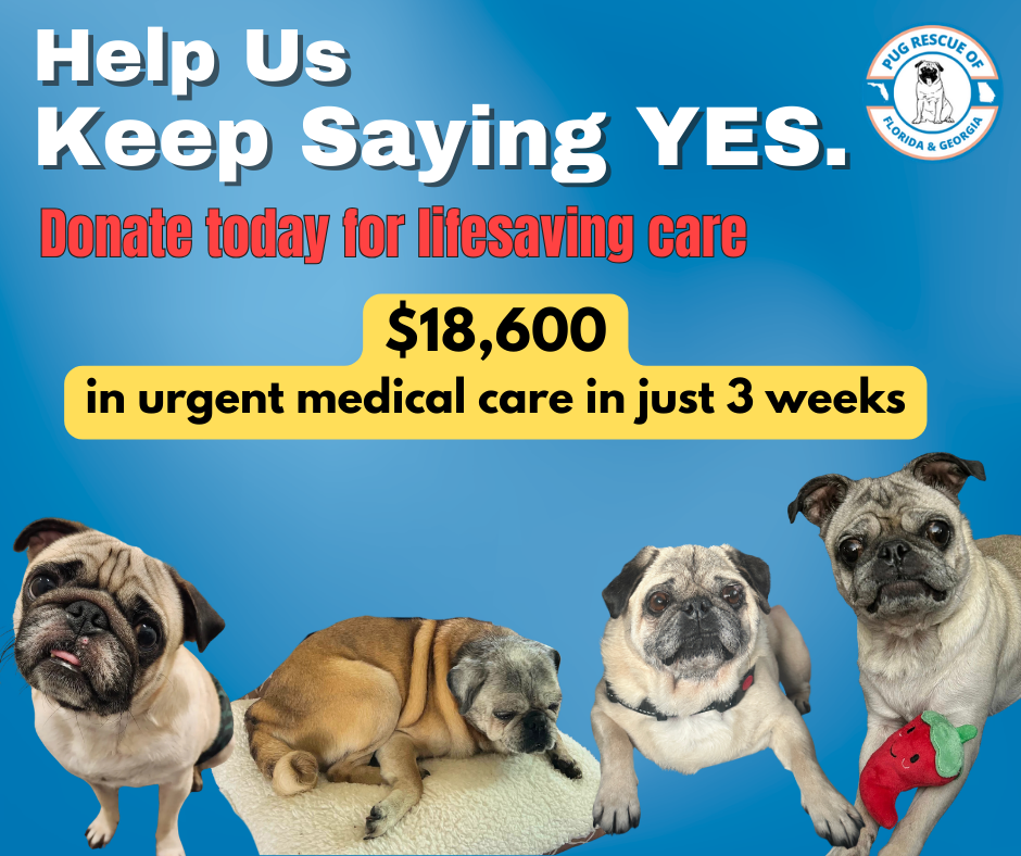 Campaign cover image for Help Us Keep Saying YES