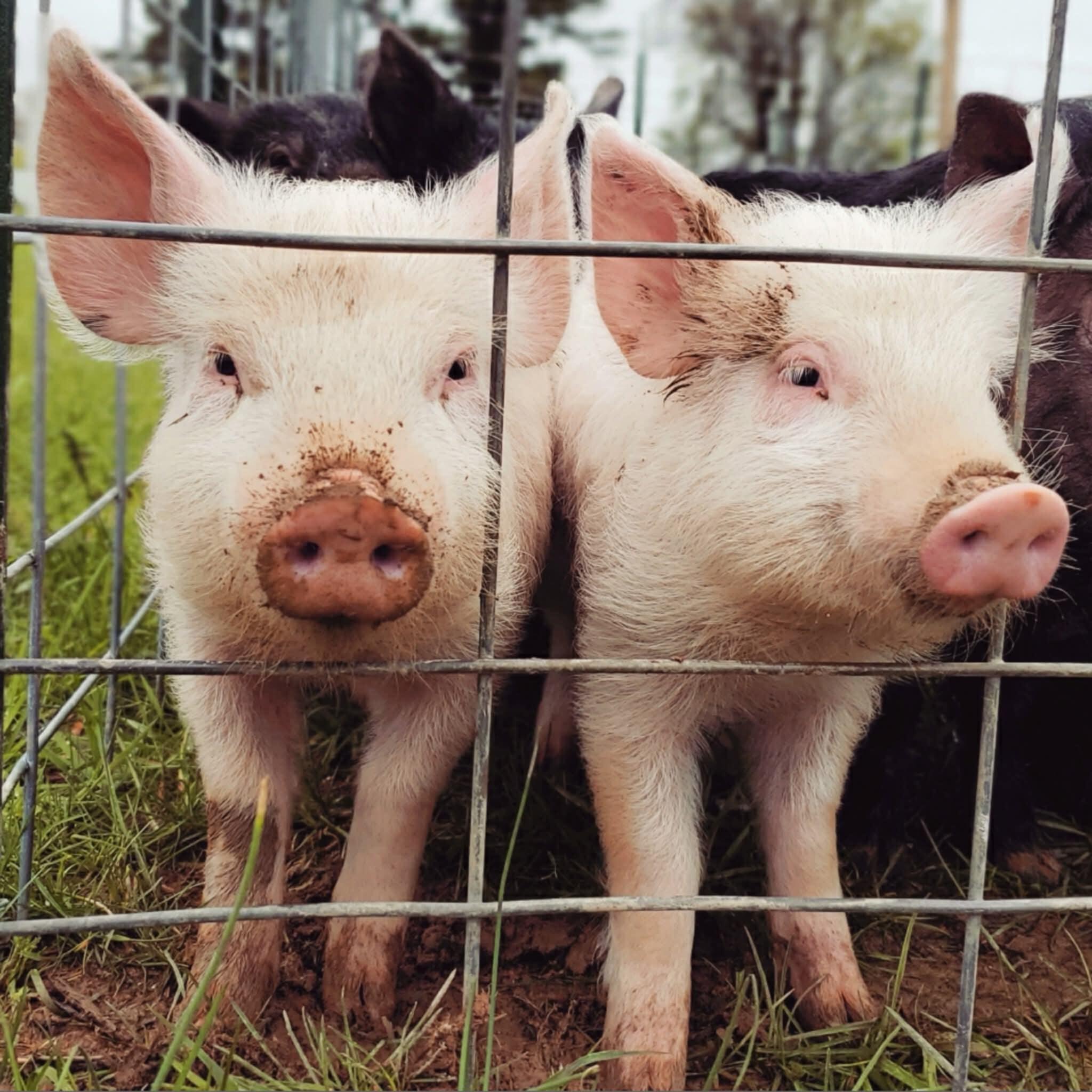 Campaign cover for Sponsor a pig at Gracie's Acres