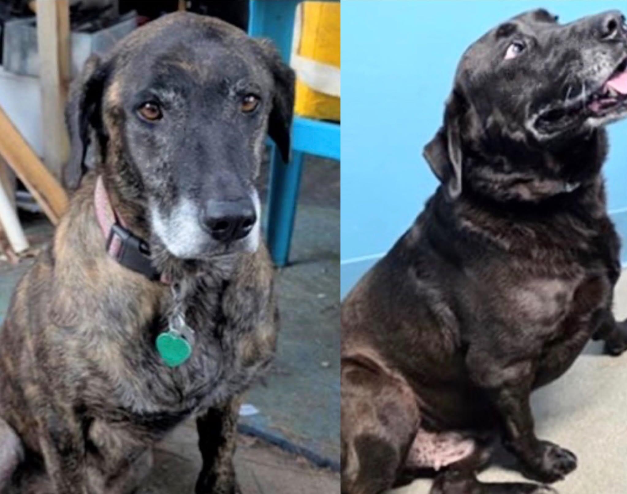 Campaign cover image for Prince and Princess were saved from death row and reunited