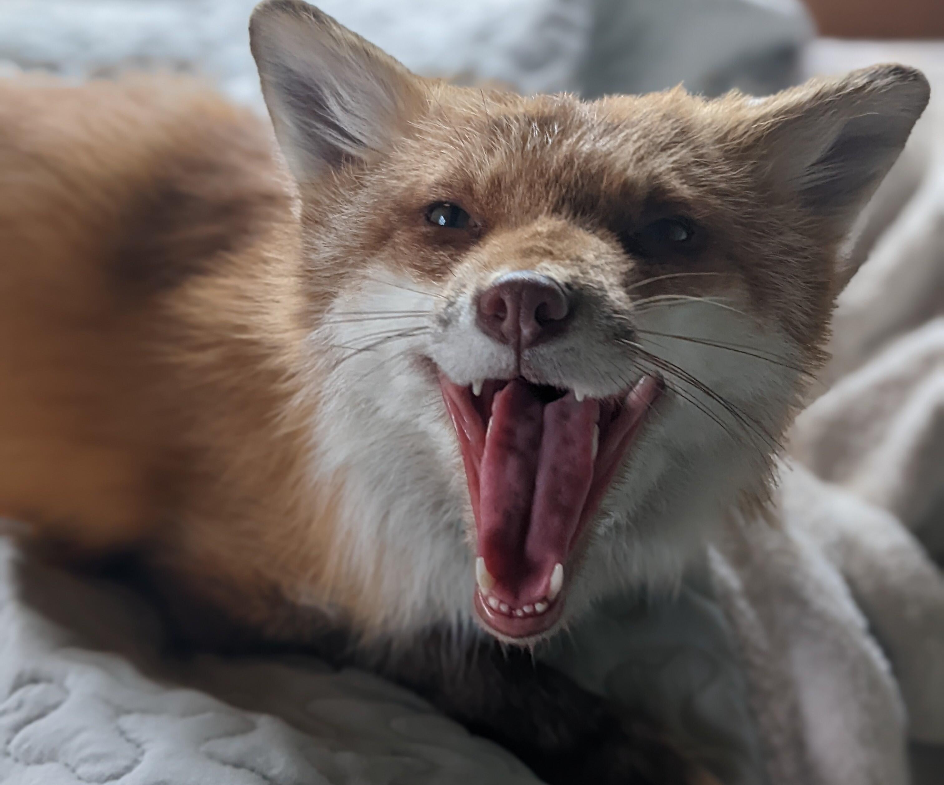 Campaign cover image for Tinkerbell's Fundraiser