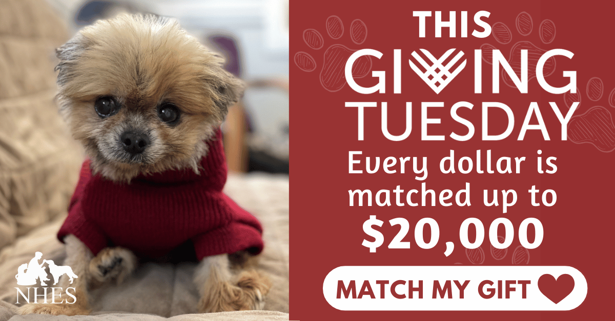 Campaign cover image for $20,000 December Matching Gift 🐶😺