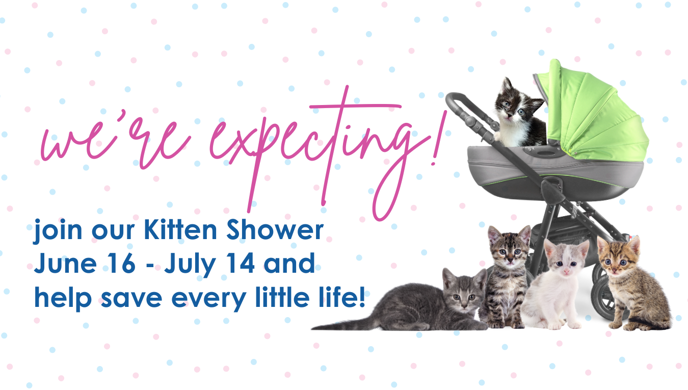 Campaign cover image for 2026 Kitten Shower