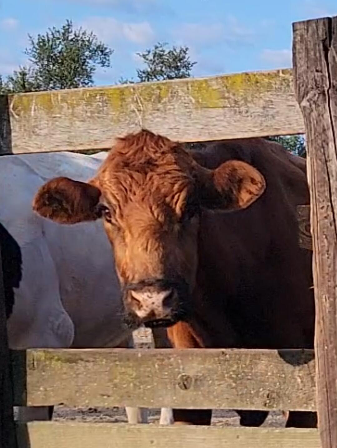 Campaign cover image for Cow's Special Needs Area