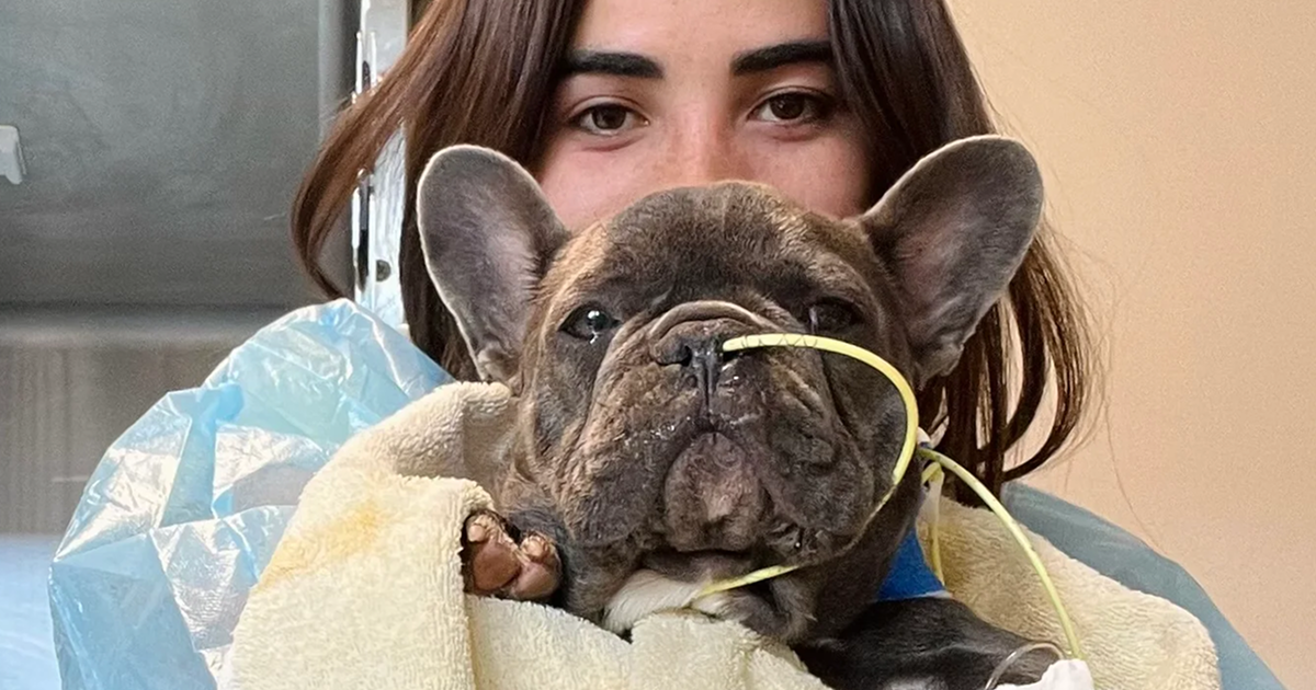 Campaign cover image for Pawsitive Beings Rescue Inc.