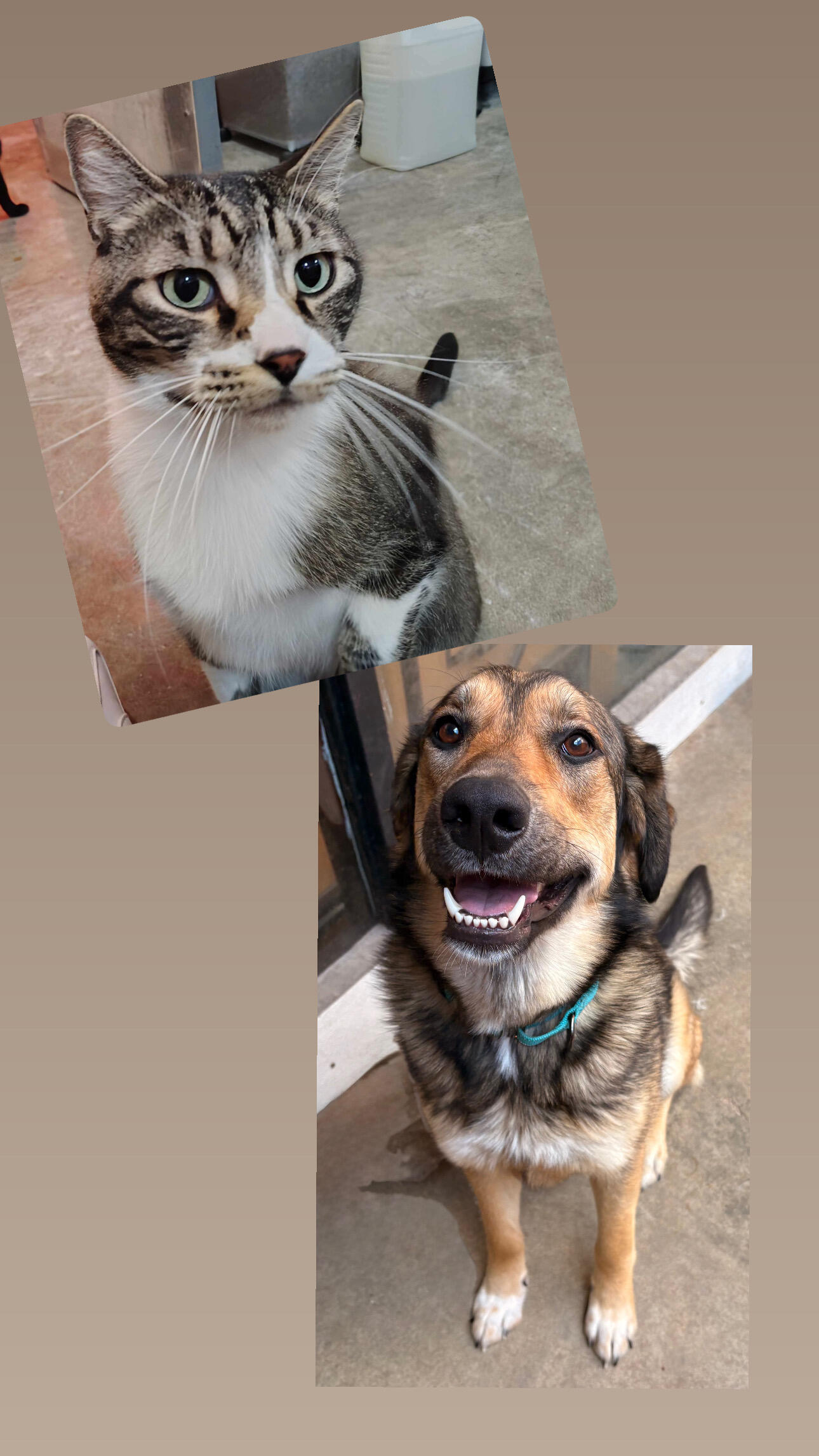 Campaign cover image for Humane Society of Ray County HVAC in new building