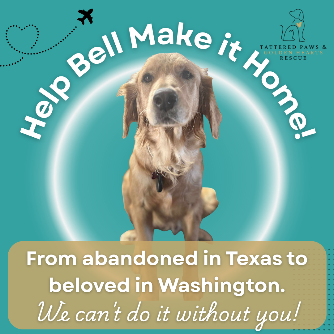Help Bell Make it Home! | Tattered Paws and Golden Hearts Rescue