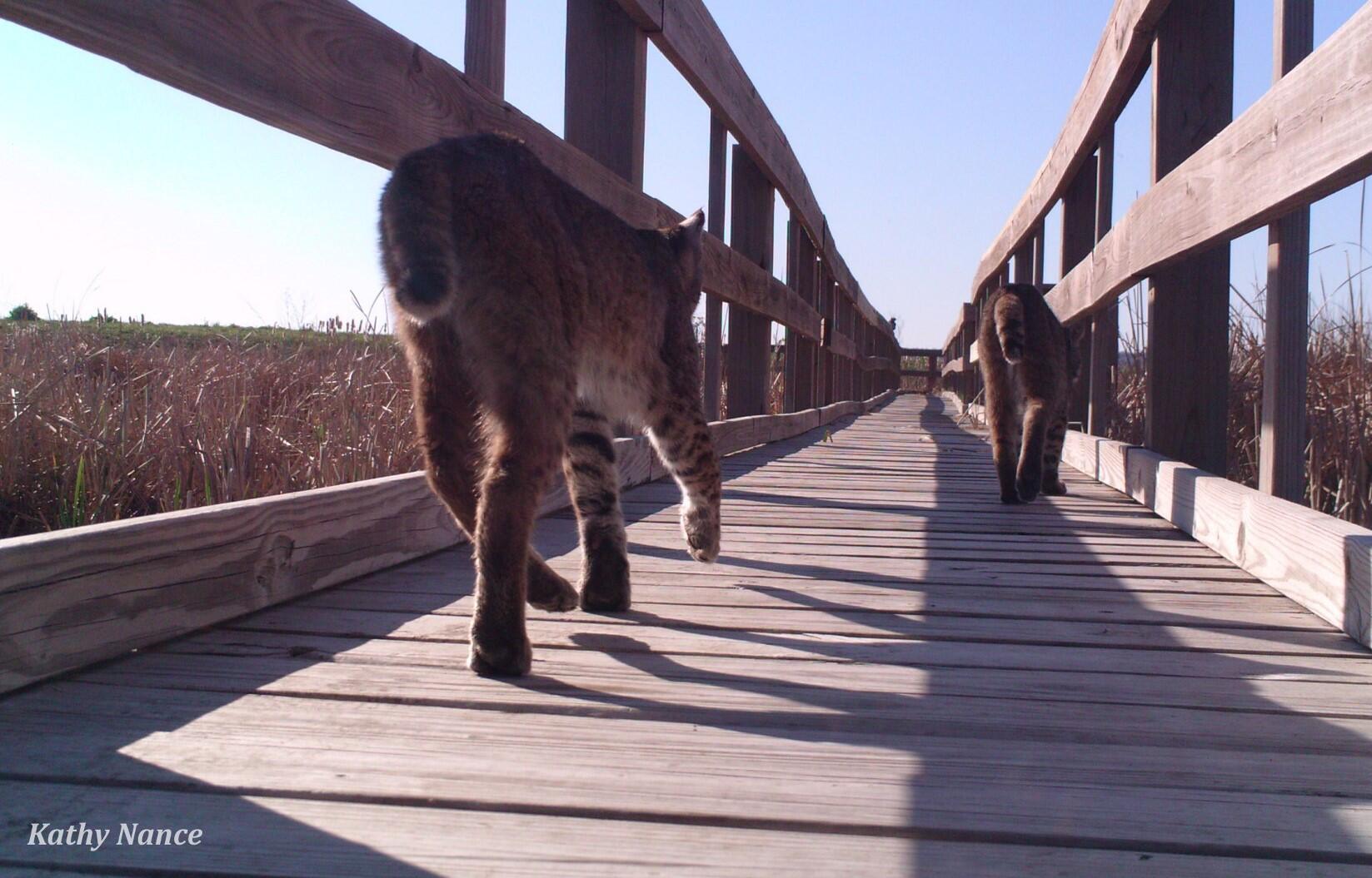 Campaign cover image for Take a 3rd Saturday Guided Boardwalk Getaway