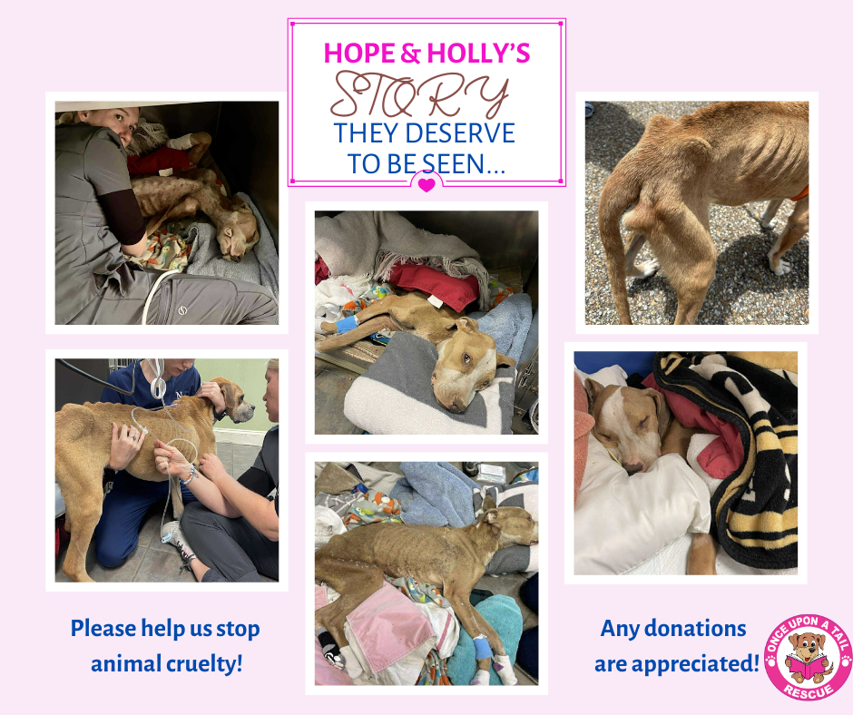 Campaign cover image for HOPE & HOLLY 2025