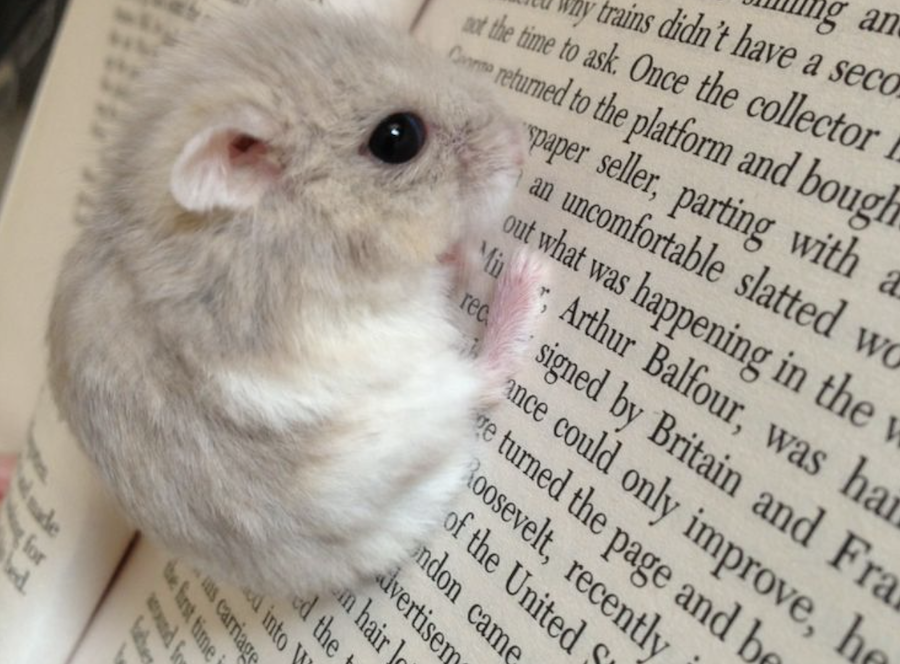 Campaign cover image for 3rd grade loves the read-a-thon / A los alumnos de 3.º les encanta el maratón de lectura