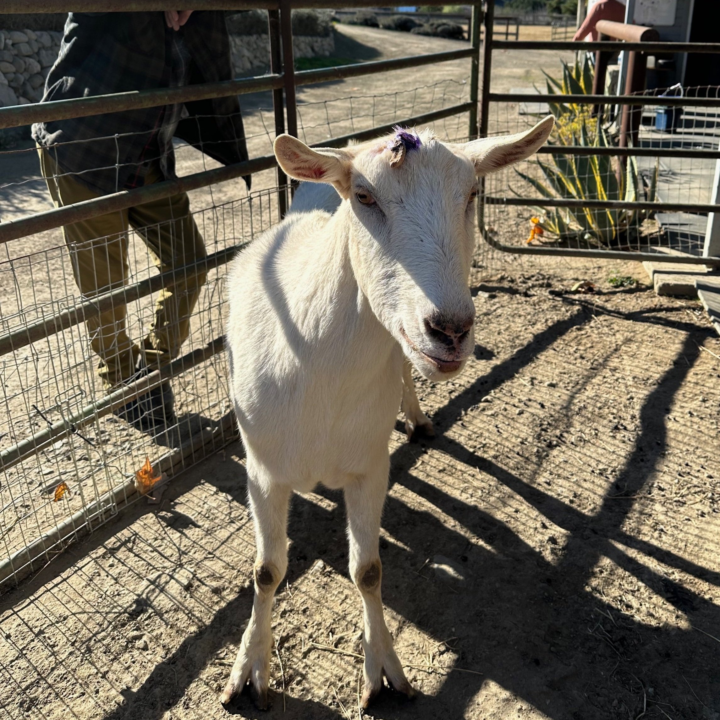 Campaign cover image for "Adopt" Casper the Goat