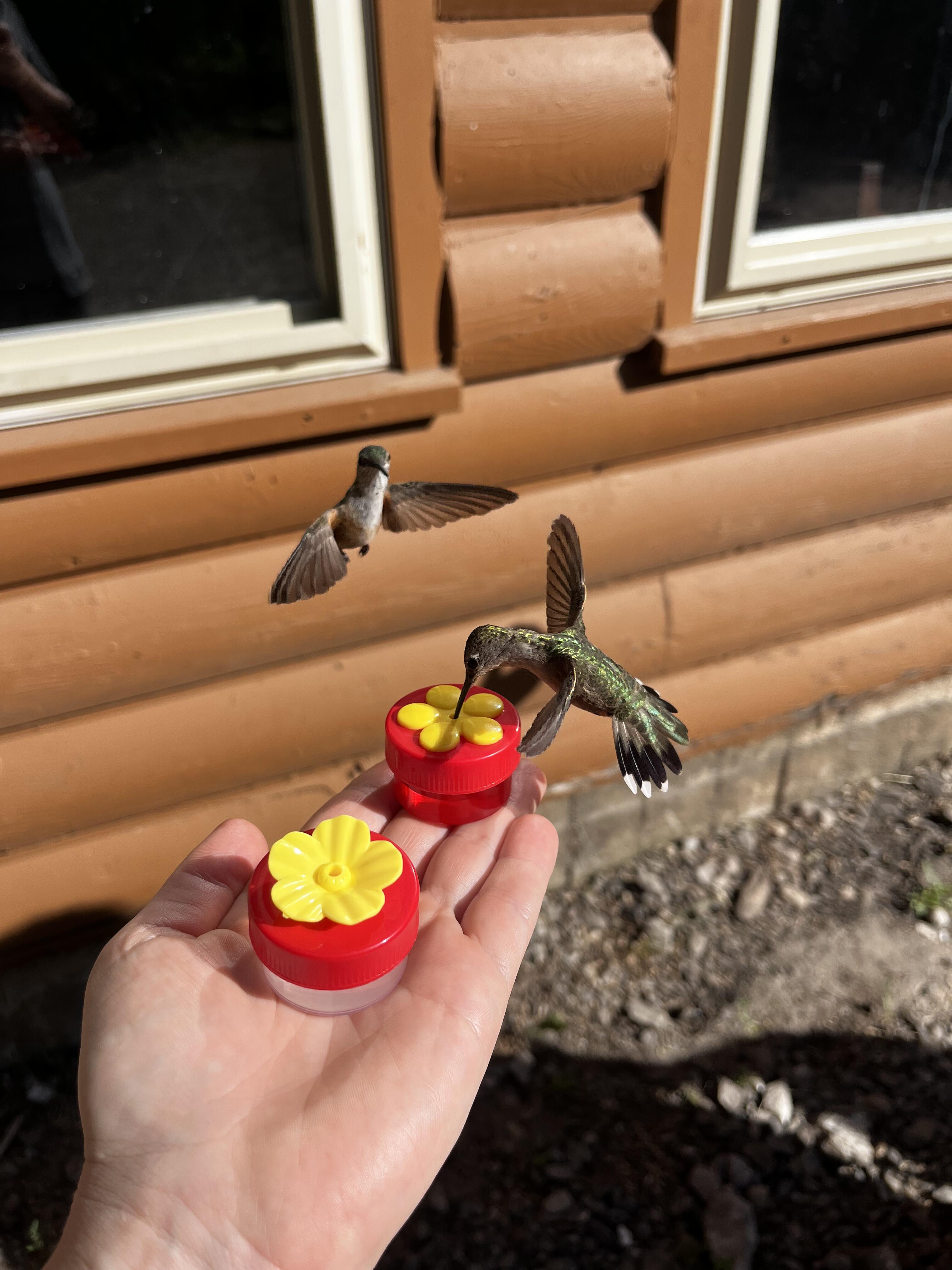 Campaign cover image for Summer Citizen Hummingbird Night July 14th at Stokes Nature Center