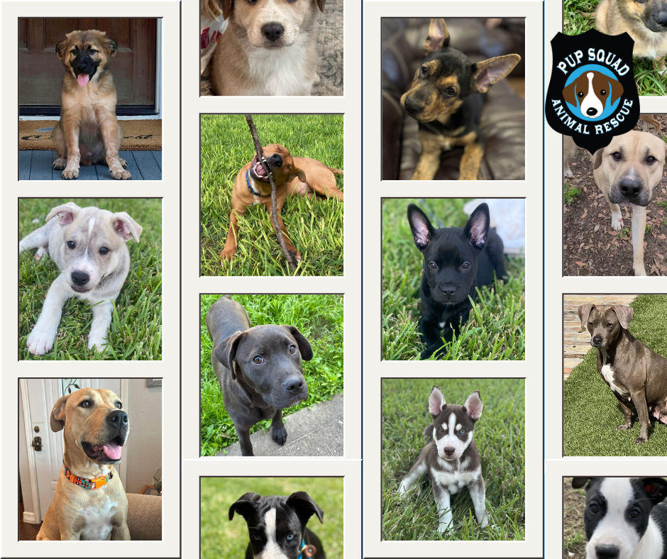 Campaign cover image for Pup Squad Donations