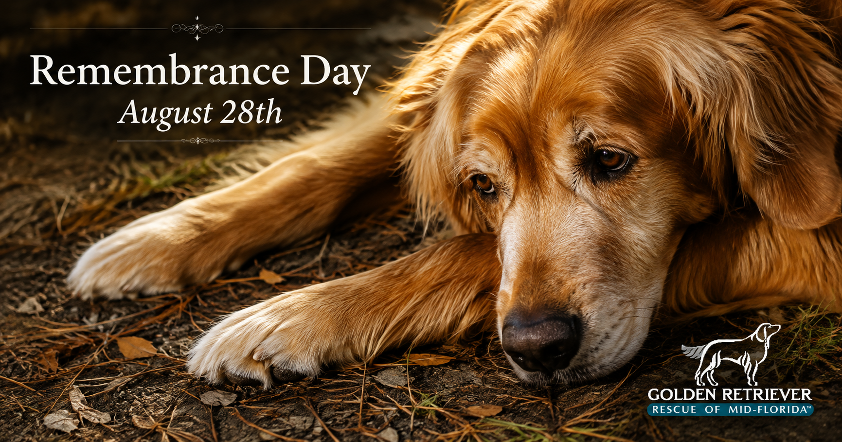 Campaign cover image for GRRMF Remembrance Day August 28th